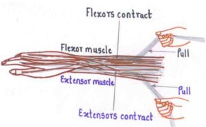 documentation of co-contraction effects with a dynamometer 1