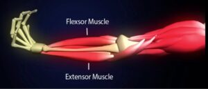 physiological co-contraction 2