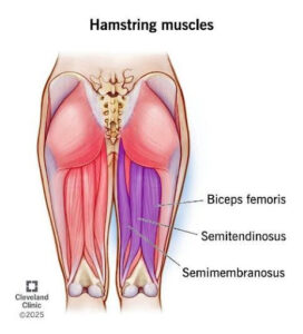 Hamstring Muscles