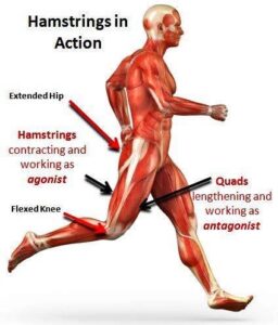Hamstring in Action