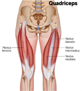 Quadriceps