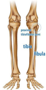 Tibiofibular joint