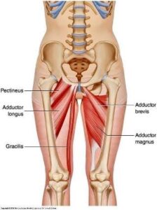 spasm of adductor muscles